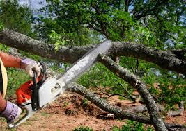 How Our Tree Care Process Works  in  Glassport, PA