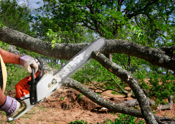 Best Hazardous Tree Removal  in Glassport, PA